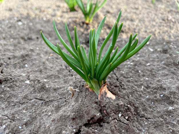 Eine kleine grüne Pflanze sprießt aus der Erde.