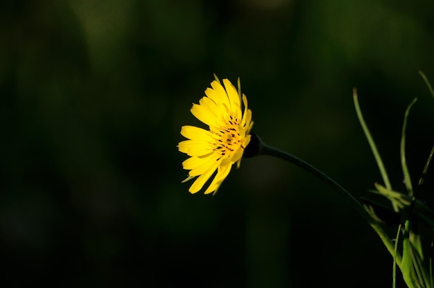 Eine kleine hellgelbe Blume in einem Sonnenstrahl