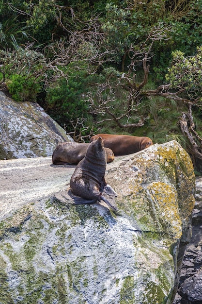 Eine kleine Herde Pelzrobben ruht auf einem riesigen Felsbrocken der Südinsel