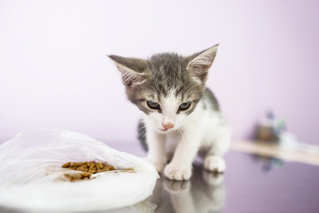 Eine kleine Katze frisst Nahrung aus einer PlastiktüteNahaufnahme