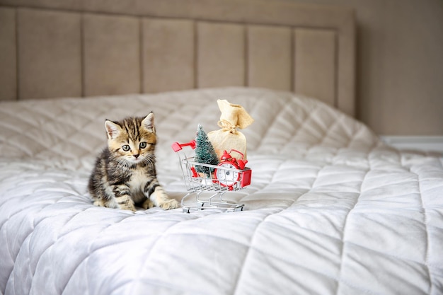 Eine kleine Katze sitzt neben dem Einkaufswagen mit Weihnachtsgeschenken Das Konzept der Vorbereitung auf das neue Jahr