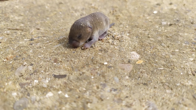 Eine kleine neugeborene graue Maus auf dem Boden blickt mit geschlossenen Augen nach unten