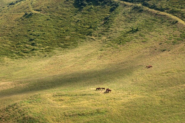 Eine kleine Pferdeherde weidet in einem Bergtal, Karpaten, Ukraine