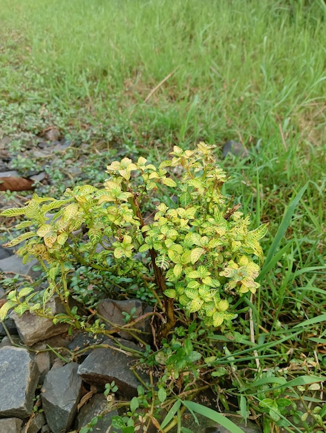 Eine kleine Pflanze, die aus Felsen wächst