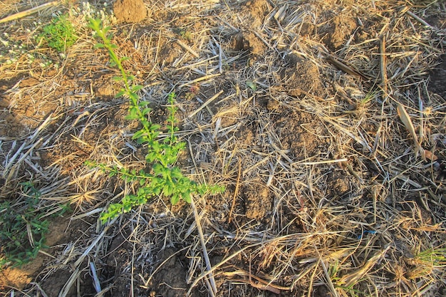 eine kleine Pflanze wächst auf einem Feld mit totem Gras.