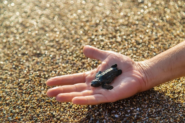Eine kleine Schildkröte an der Küste in den Händen eines Mannes. Selektiver Fokus. Menschen.