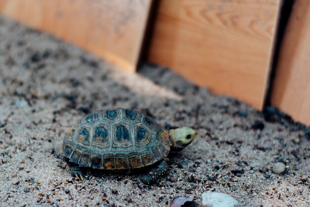 Eine kleine Schildkröte läuft auf dem Sand im Gehege.