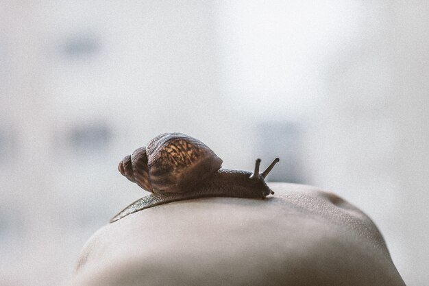 eine kleine schöne Schnecke an deiner Hand