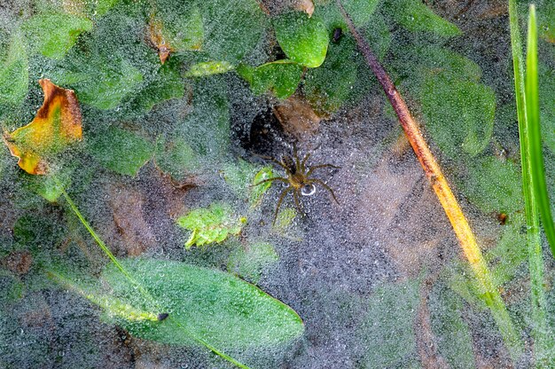 Eine kleine schwarze Spinne auf dem Gras mit Wassertropfen aus dem Morgentau, im flachen Fokus. Natürlicher Hintergrund.