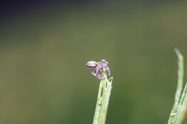 Eine kleine Spinne sitzt auf einem Grashalm