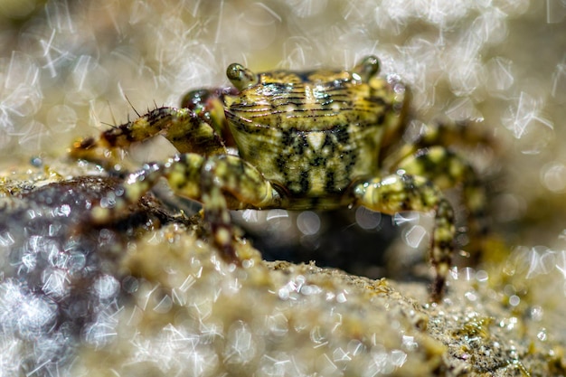 Foto eine kleine strandkrabbe läuft bei ebbe in einem kleinen wasserbecken herum