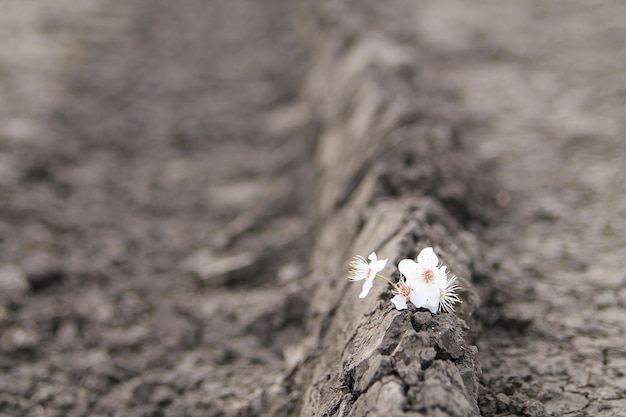 Eine kleine weiße Blume auf einem Stück Holz