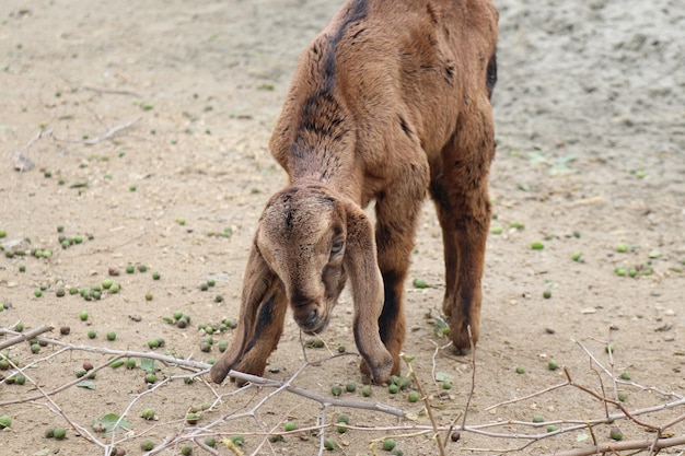 Eine kleine Ziege mit einer schwarzen Markierung auf dem Rücken steht im Dreck.