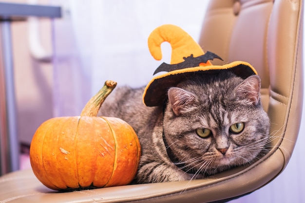 Eine kluge Katze sitzt an einem Halloween-Urlaub in der Nähe eines Kürbisses