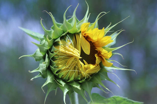 Eine knospende Sonnenblumenpflanze