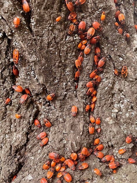 Eine Kolonie Spielzeugkäfer, die durch einen Baum kriechen