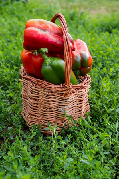 Eine Komposition aus frischem süßem mehrfarbigem Pfeffer in einem Korb auf dem grünen Gras. Saisonale Ernte