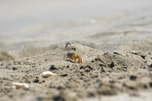 Eine Krabbe am Strand im Sand