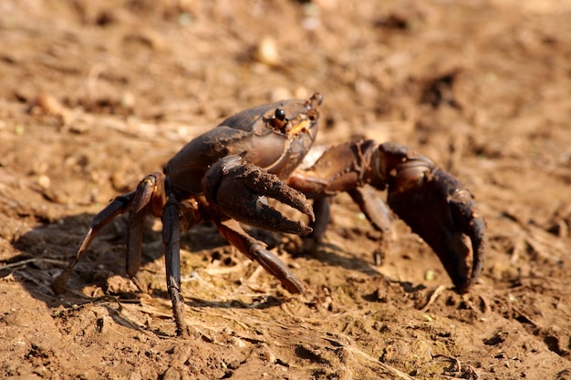 Eine Krabbe liegt in einer natürlichen Umgebung auf dem Boden.