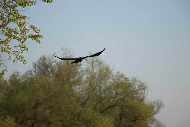 Eine Krähe in flyght