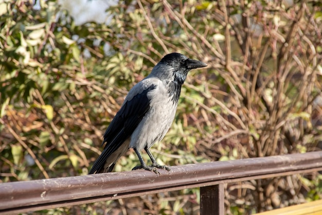 Eine Krähe sitzt auf einem Zaun in einem Herbstpark