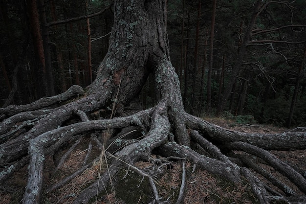 Eine krumme unheimliche Wurzel in einem dunklen Wald