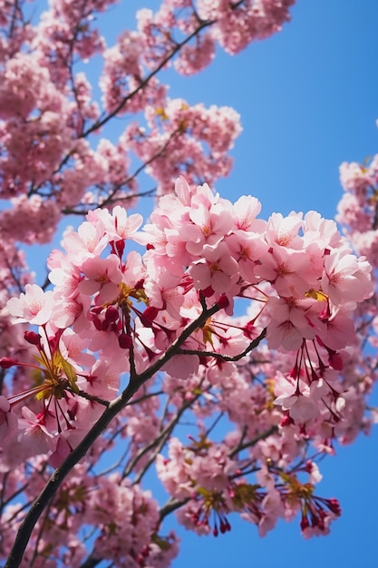 Eine künstlerische Aufnahme von Kirschblüten aus einem niedrigen Winkel mit einem klaren blauen Himmel als Hintergrund