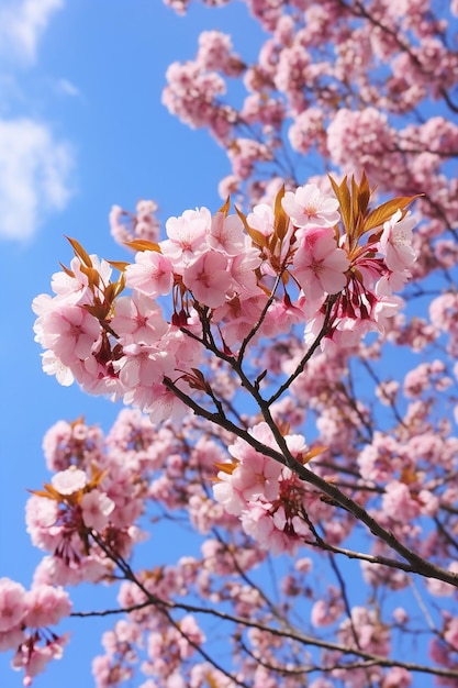 Eine künstlerische Aufnahme von Kirschblüten aus einem niedrigen Winkel mit einem klaren blauen Himmel als Hintergrund