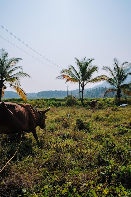 Eine Kuh auf einem Feld in Indien