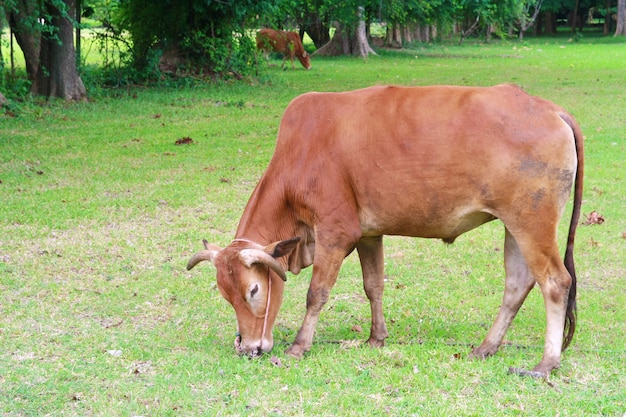 Eine Kuh frisst Gras