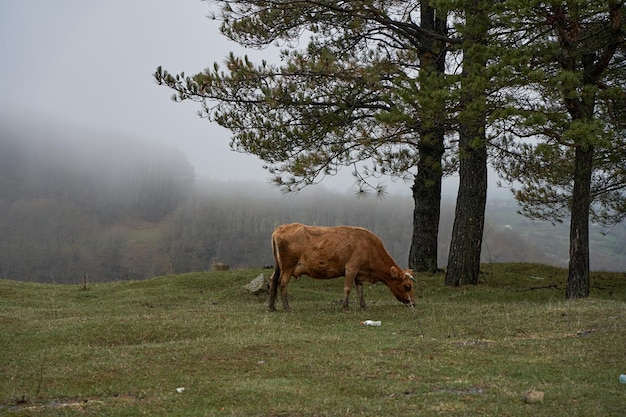 Eine Kuh geht bei schwerem Nebelwetter auf einem Bergrasen spazieren