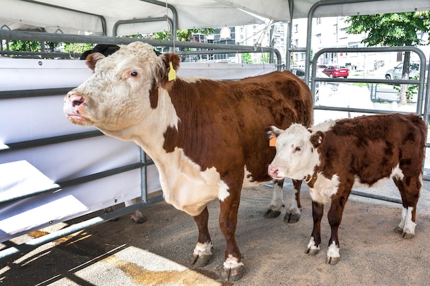 Eine Kuh mit einem Kalb der Hereford-Rasse auf einem Bauernmarkt. Ausstellung und Verkauf von Rindern