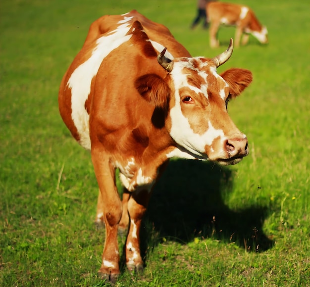 Eine Kuh mit einem weißen Fleck auf dem Gesicht steht auf einem Feld.