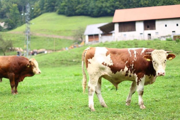 Eine Kuh steht auf einem Feld mit einem Haus im Hintergrund.