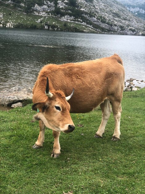 Foto eine kuh steht in einem see