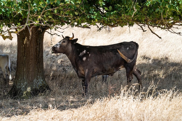 Eine Kuh steht unter einem Baum auf einem Feld.