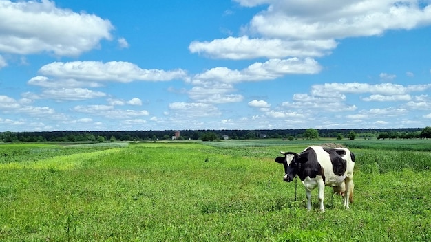 Eine kuh weidet an einem sonnigen tag auf einer wiese