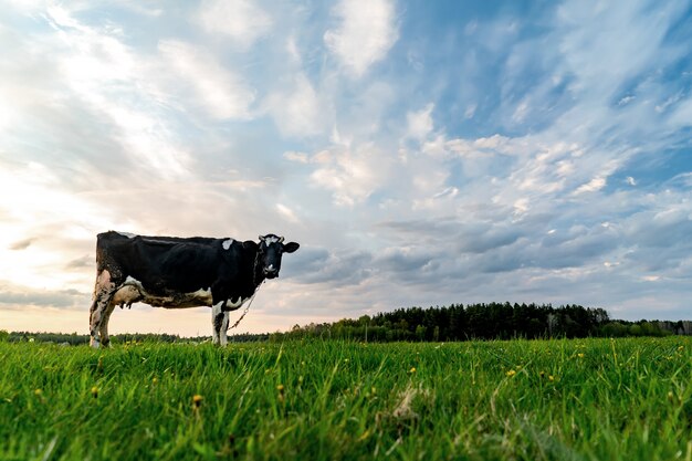 Eine Kuh weidet auf einer grünen Wiese