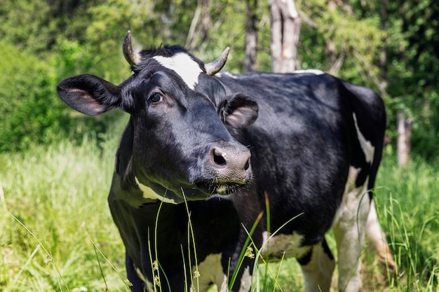 Eine Kuh weidet im Gras auf der Natur.