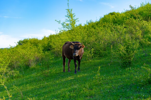Eine Kuh weidet und frisst grünes Gras