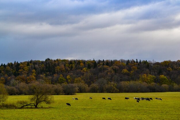 Foto eine kuhherde weidet auf einem feld