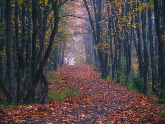 Eine kurvenreiche Straße durch den morgendlichen nebligen Herbstwald.