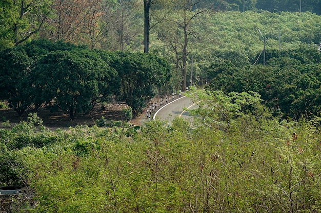 Eine Kurvenstraße in einem Wald