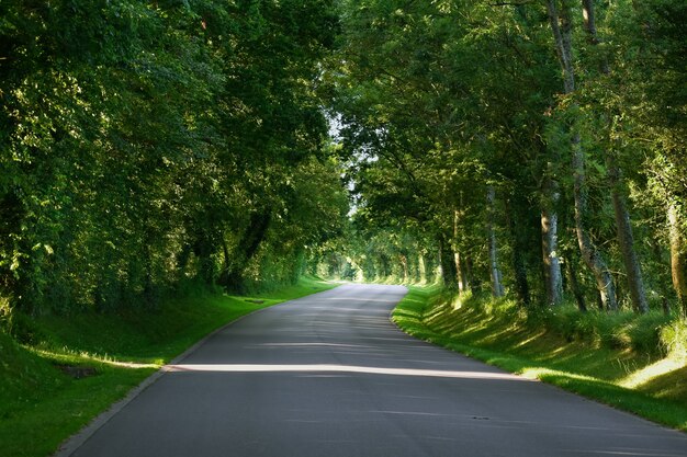 Eine kurvige Asphaltstraße durch einen grünen Wald.