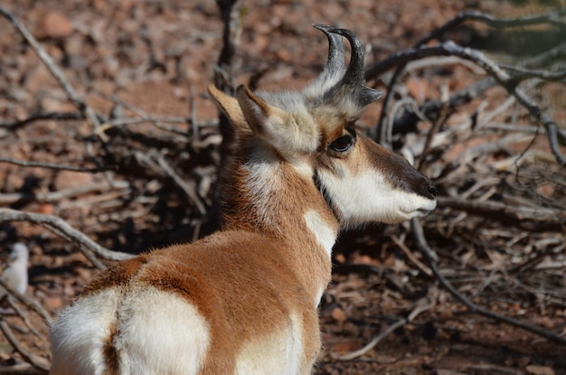 Eine kurze junge Pronghorn-Antilope von einem umgestürzten Baum auf dem Boden.