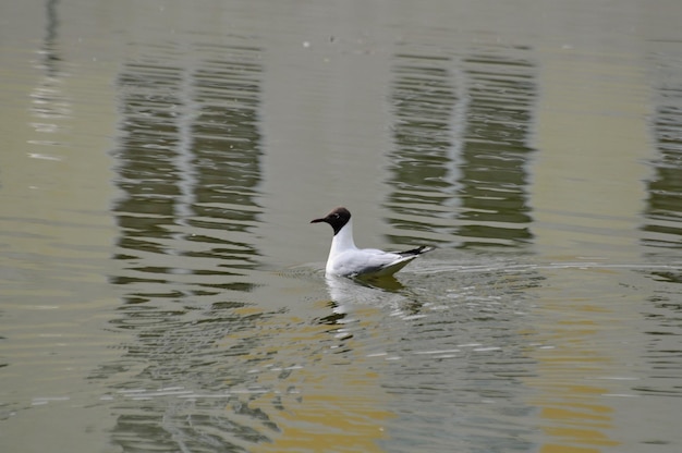 Eine Lachmöwe Larus ridibundus schwimmt in einem Stadtteich Region Moskau Russland