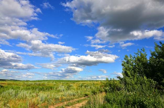 Foto eine ländliche landschaft mit einem grünen feld von späten sonnenblumen unter einem bewölkten blauen himmel