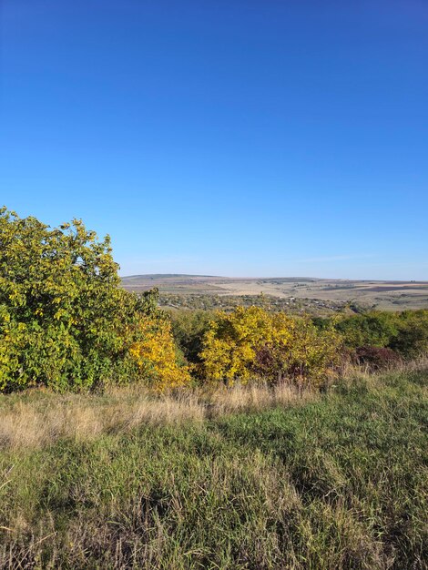 Eine Landschaft mit Bäumen und Gras