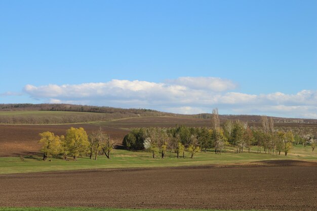 Eine Landschaft mit Bäumen und Gras