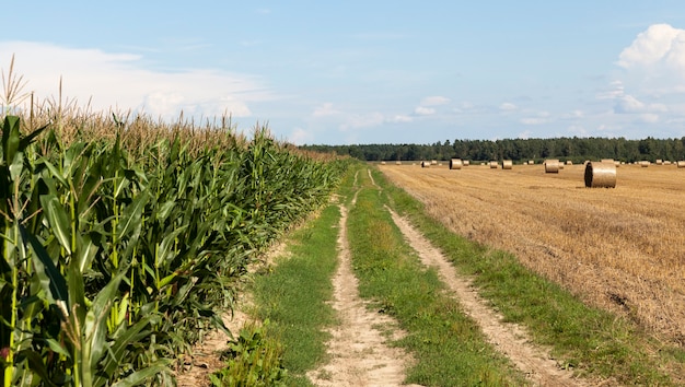 Eine Landstraße auf einem Feld